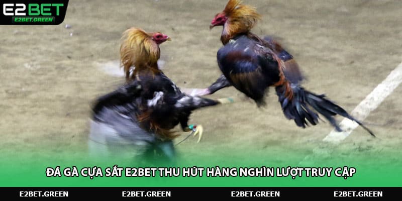 Đá gà cựa sắt E2BET thu hút hàng nghìn lượt truy cập